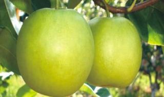 泰拉生命水晶种子